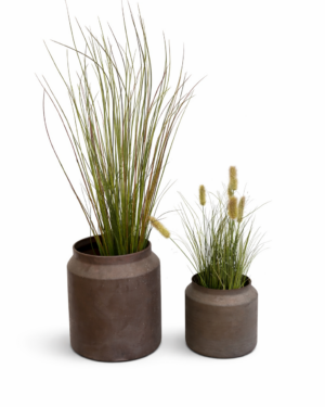 Evighedsgræs -kanarie