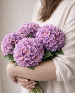 Evigheds Hortensia - lilla/pink